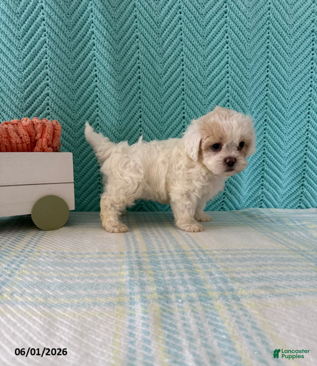 Mixed Breed dogs for sale: Mindy - Ad 4