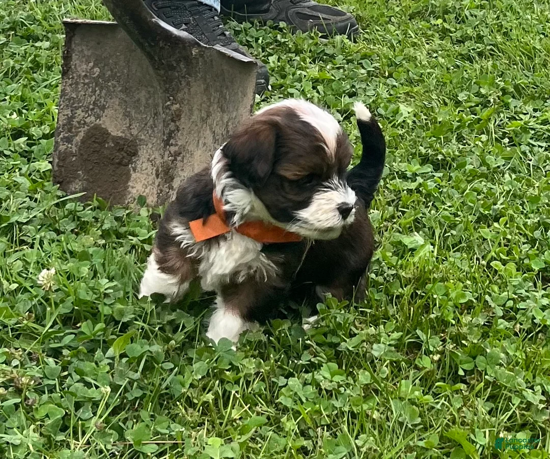Havanese dogs for sale: Orange - Ad 2