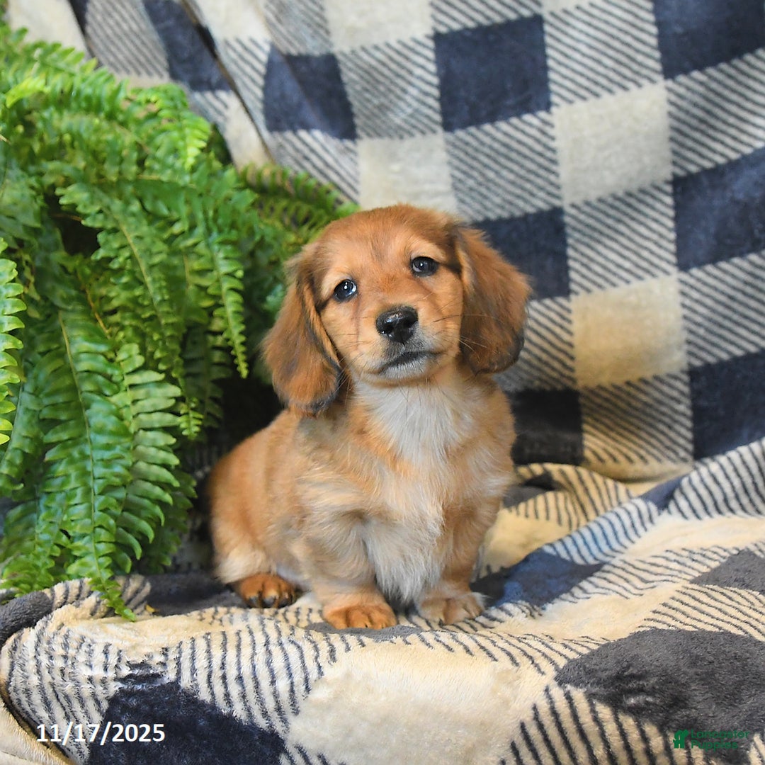 Miniature Dachshund dogs for sale: Memphis - Ad 3