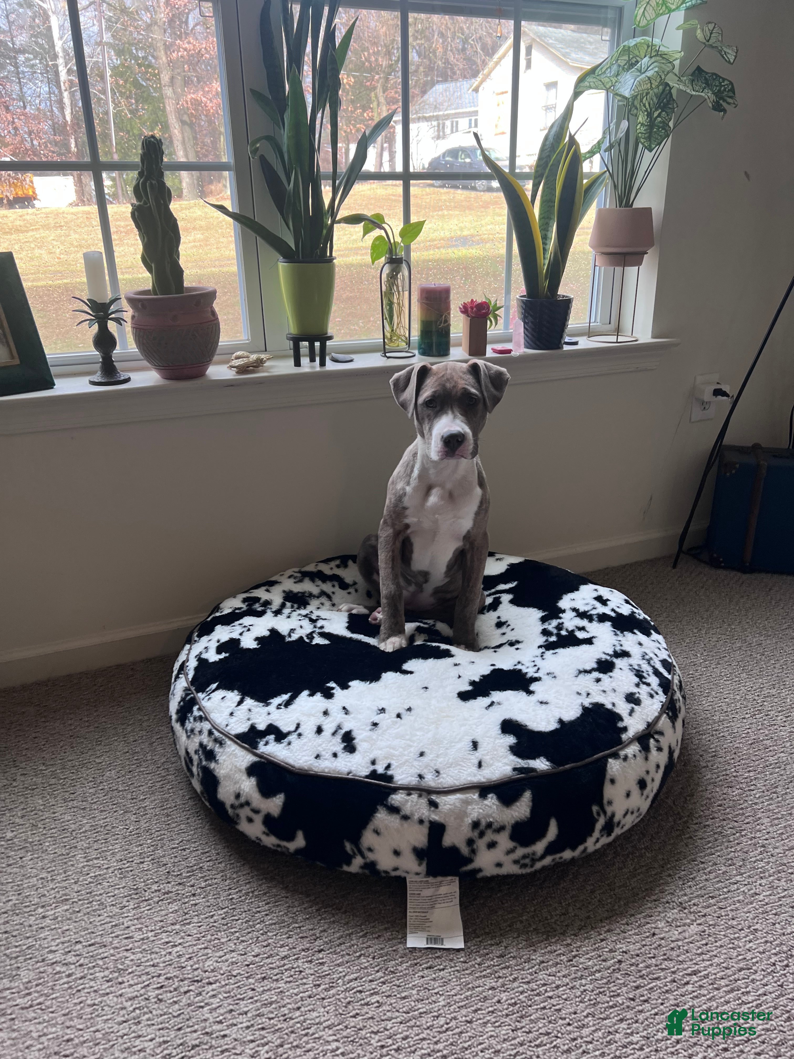 American Pit Bull Terrier dogs American Pit Bull Terrier Puppy 1 - Ad 2