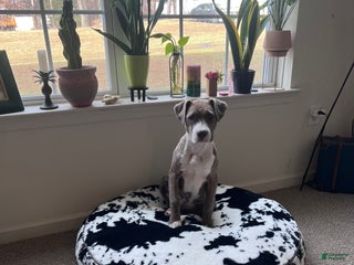 American Pit Bull Terrier dogs American Pit Bull Terrier Puppy 1 - Ad 2