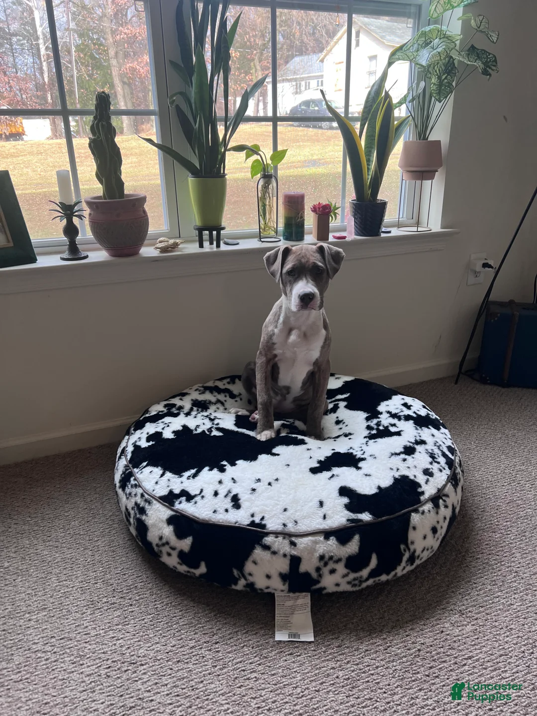 American Pit Bull Terrier dogs for sale: American Pit Bull Terrier Puppy 1 - Ad 1