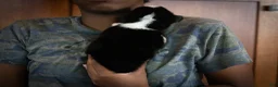 Welsh Corgi Pembroke dogs for sale: Gus - Ad 6