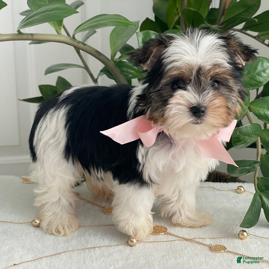 Biewer Terrier dogs for sale: Chai - Ad 11