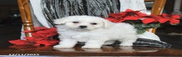 Bichon Frise dogs for sale: Dakota - Ad 2
