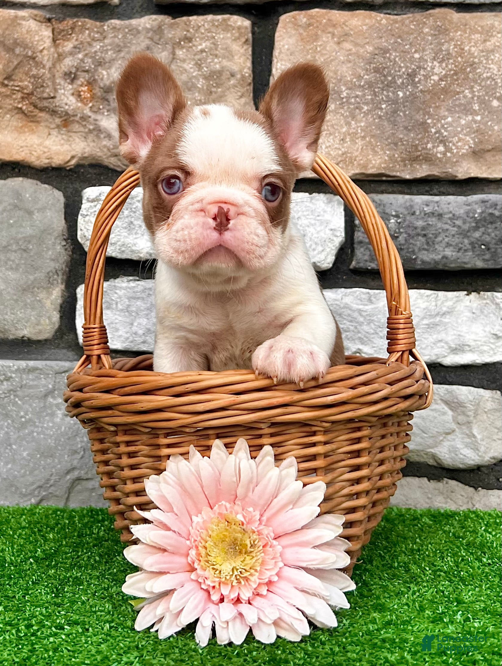 French Bulldog dogs Addi - Ad 2