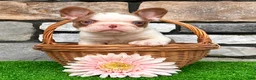 French Bulldog dogs for sale: Addi - Ad 2
