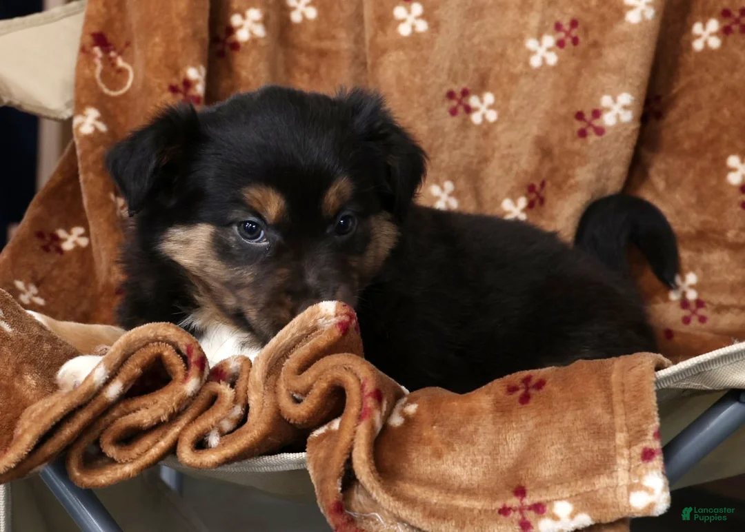 Australian Shepherd dogs for sale: Julie - Ad 8