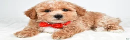 Bichpoo dogs for sale: Simon - Ad 2