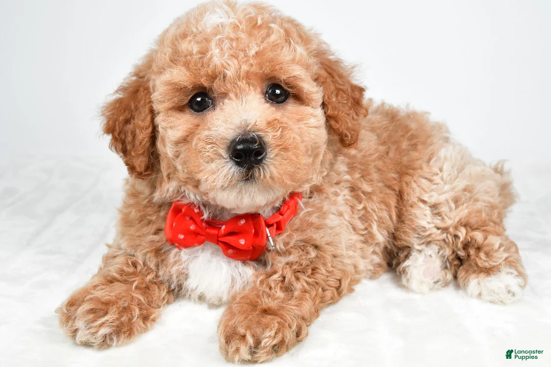 Bichpoo dogs for sale: Simon - Ad 2