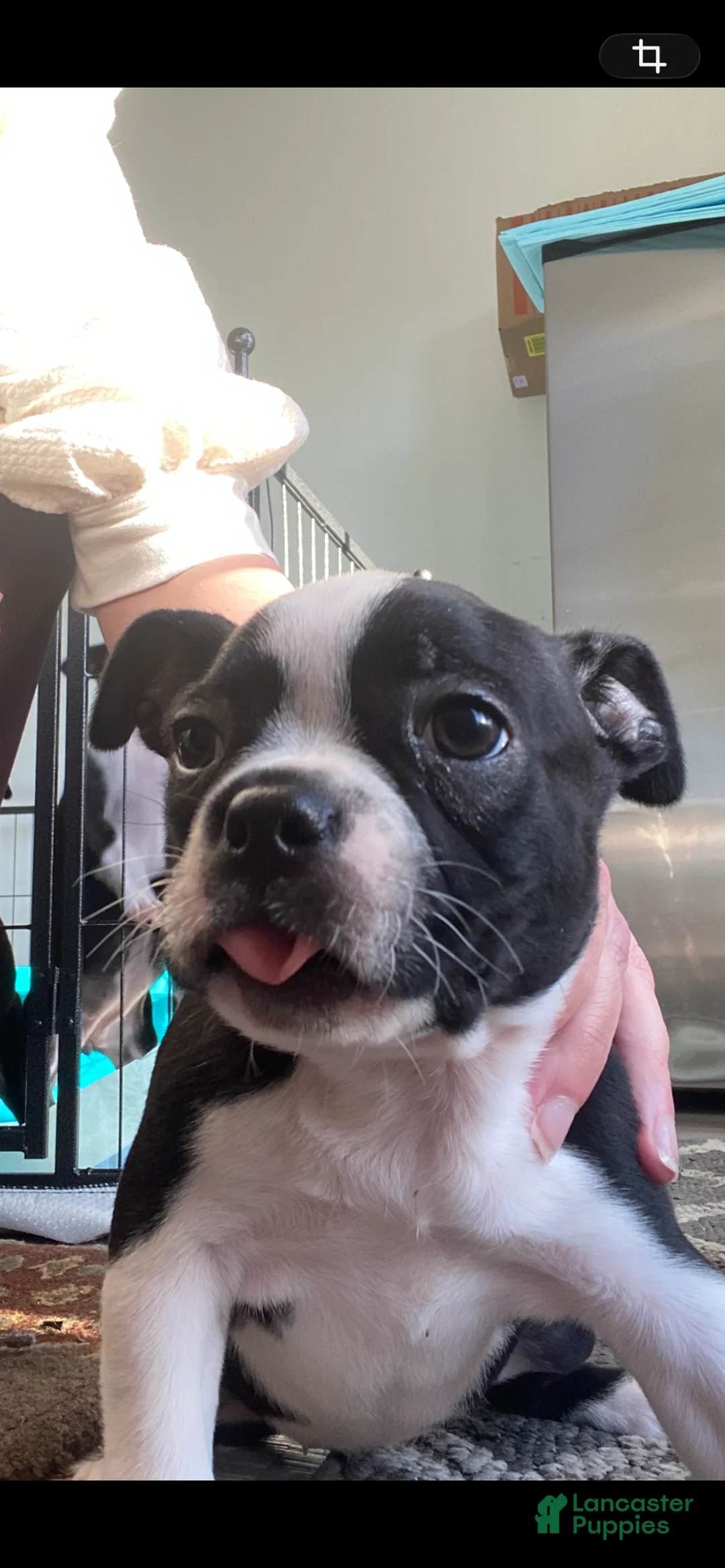 Boston Terrier dogs for sale: Heidi - Ad 1