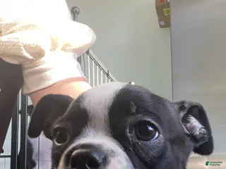 Boston Terrier dogs Heidi - Ad 16