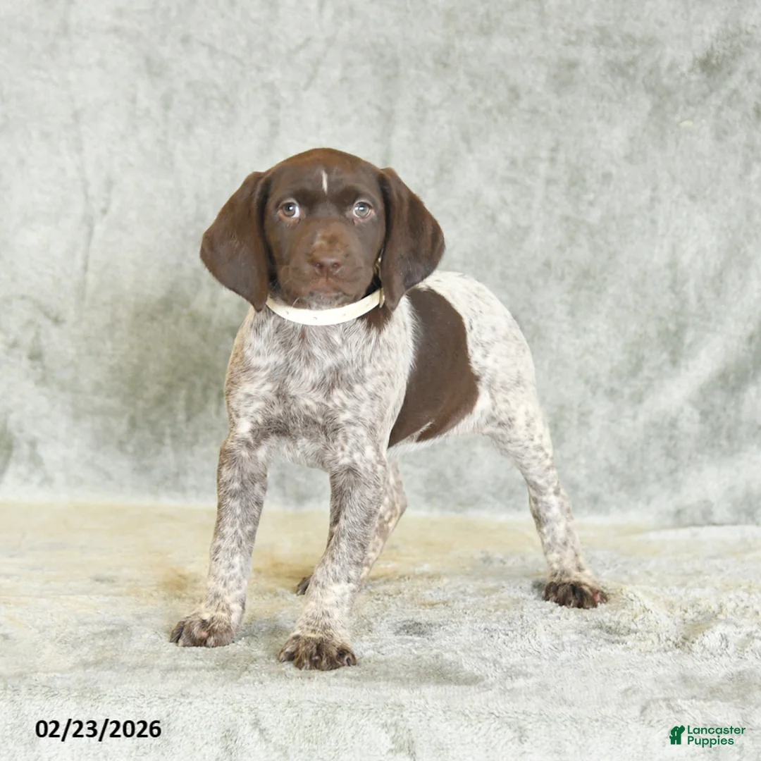 German Shorthaired Pointer dogs for sale: Bella   - Ad 4