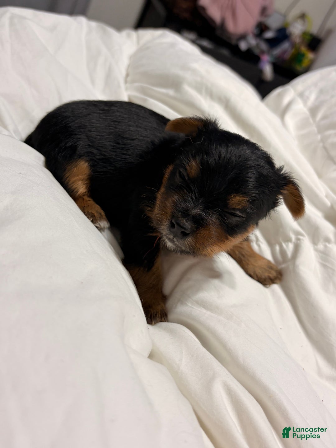 Yorkshire Terrier dogs for sale: Peewee - Ad 4