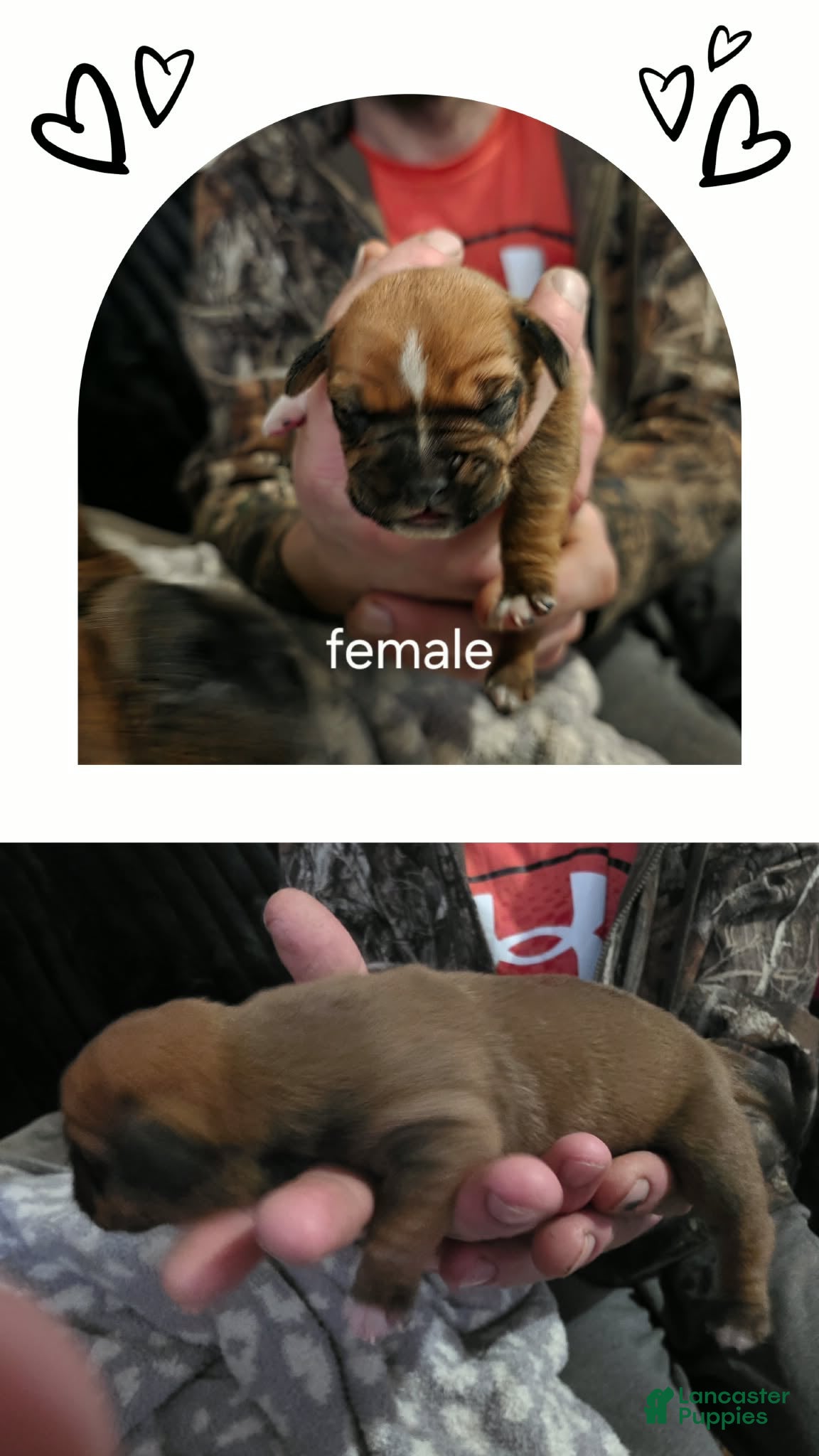 Mixed Breed dogs Rose - Ad 33