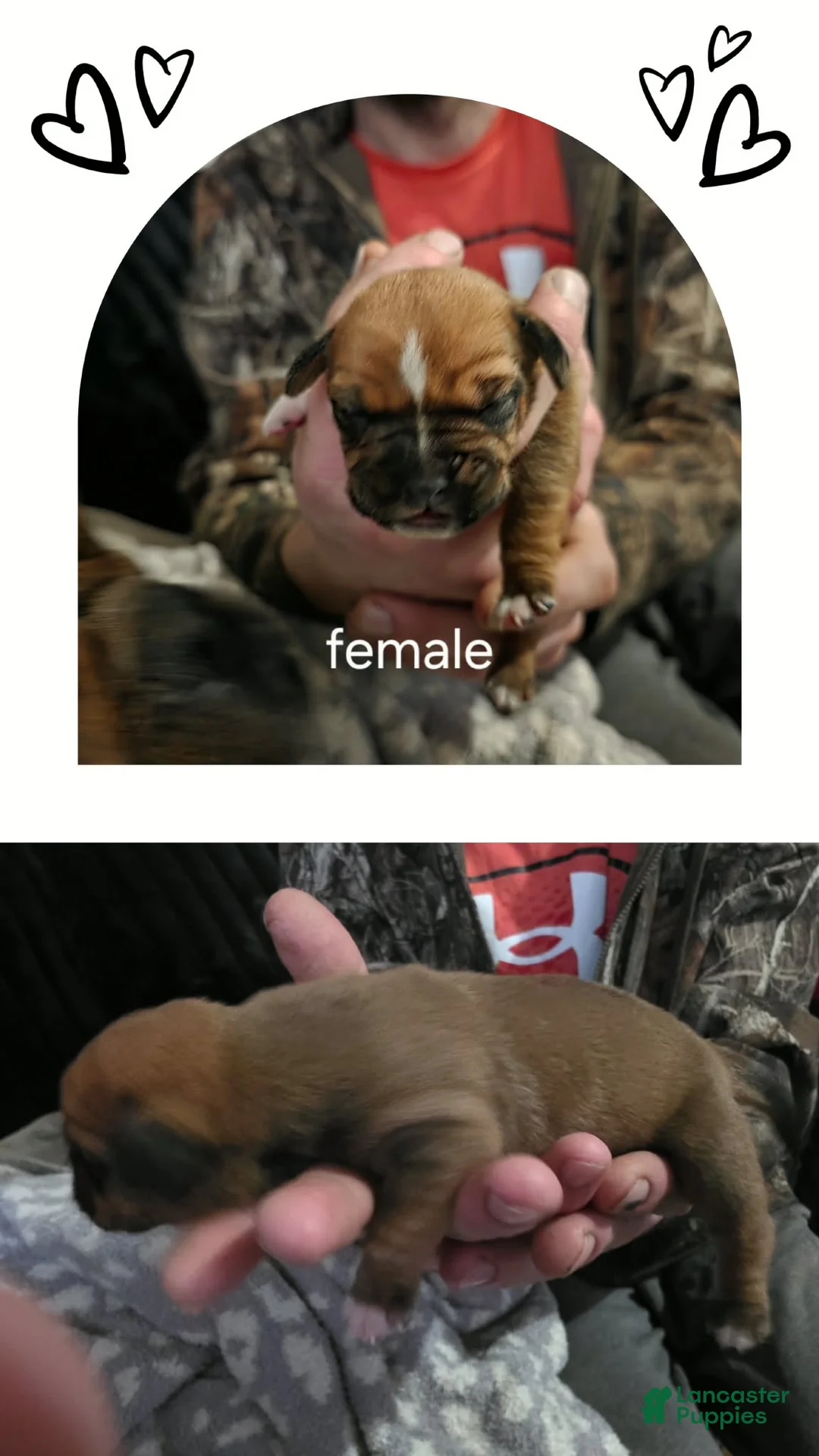 Mixed Breed dogs for sale: Rose - Ad 1