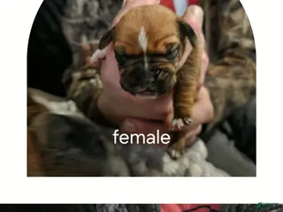 Mixed Breed dogs Rose - Ad 33