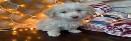 Labradoodle dogs for sale: Kyle (Boy) - Ad 6
