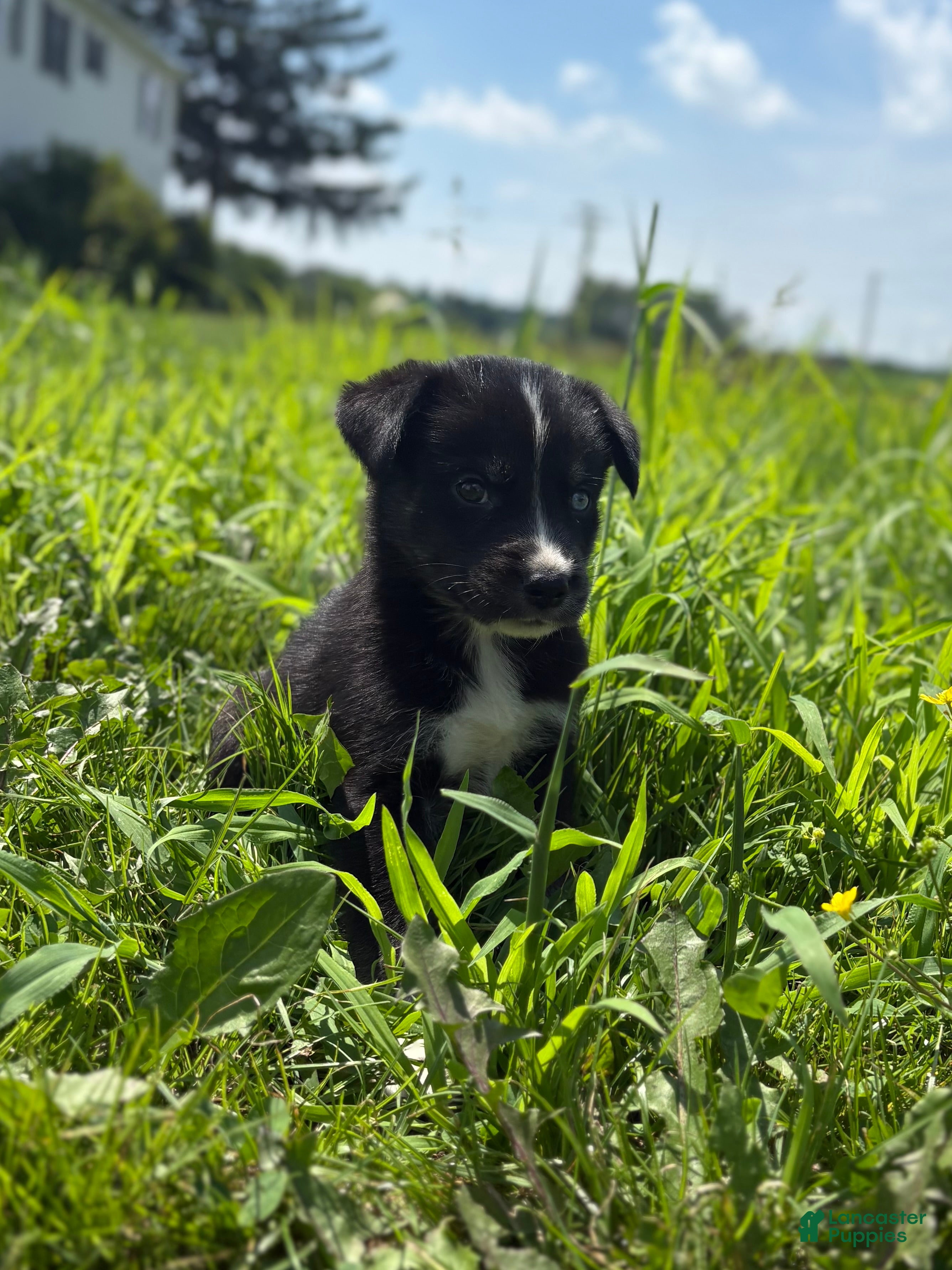 Goberian dogs for sale: Jet - Ad 4