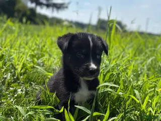 Goberian dogs Jet - Ad 2