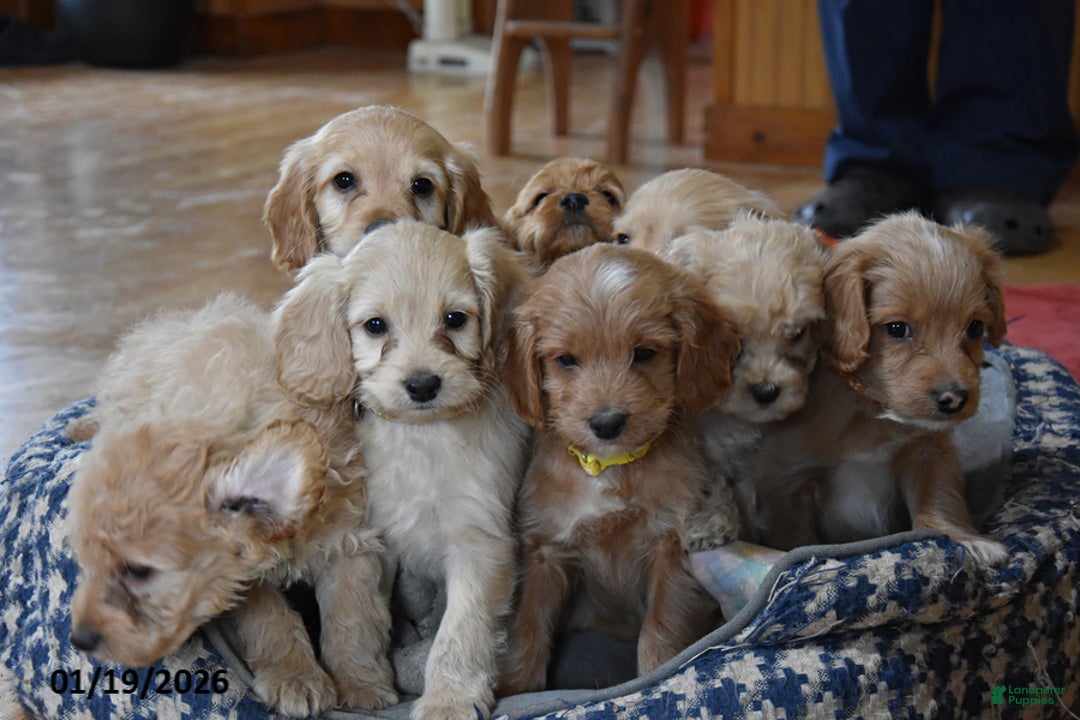 Cockapoo dogs for sale: Ringo - Ad 4