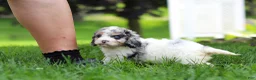 Cavapoo dogs for sale: Delilah - Ad 8