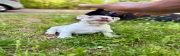 French Bulldog dogs for sale: Bowser - Ad 3