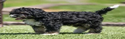 Bernedoodle dogs for sale: Beau Bernedoodle Puppy  - Ad 1
