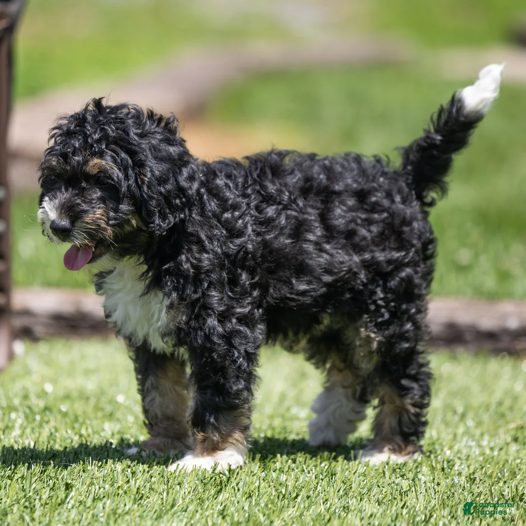 Bernedoodle dogs for sale: Beau Bernedoodle Puppy  - Ad 1
