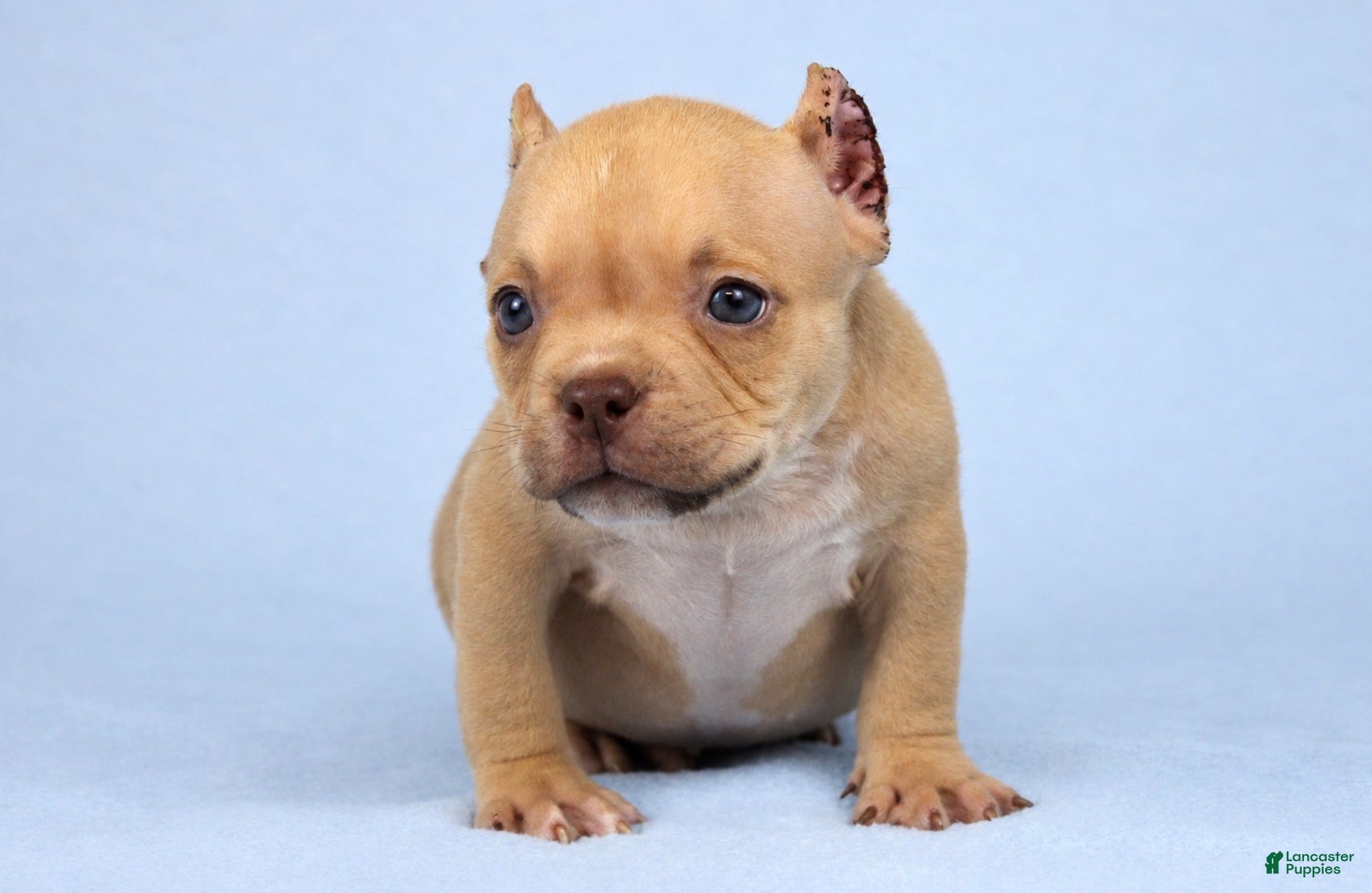American Bully dogs Chocolate Fawn Male - Ad 2