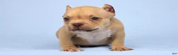 American Bully dogs for sale: Chocolate Fawn Male - Ad 2