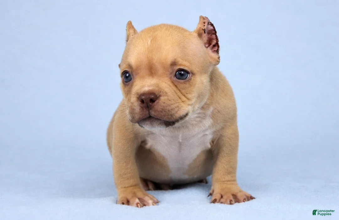 American Bully dogs for sale: Chocolate Fawn Male - Ad 2