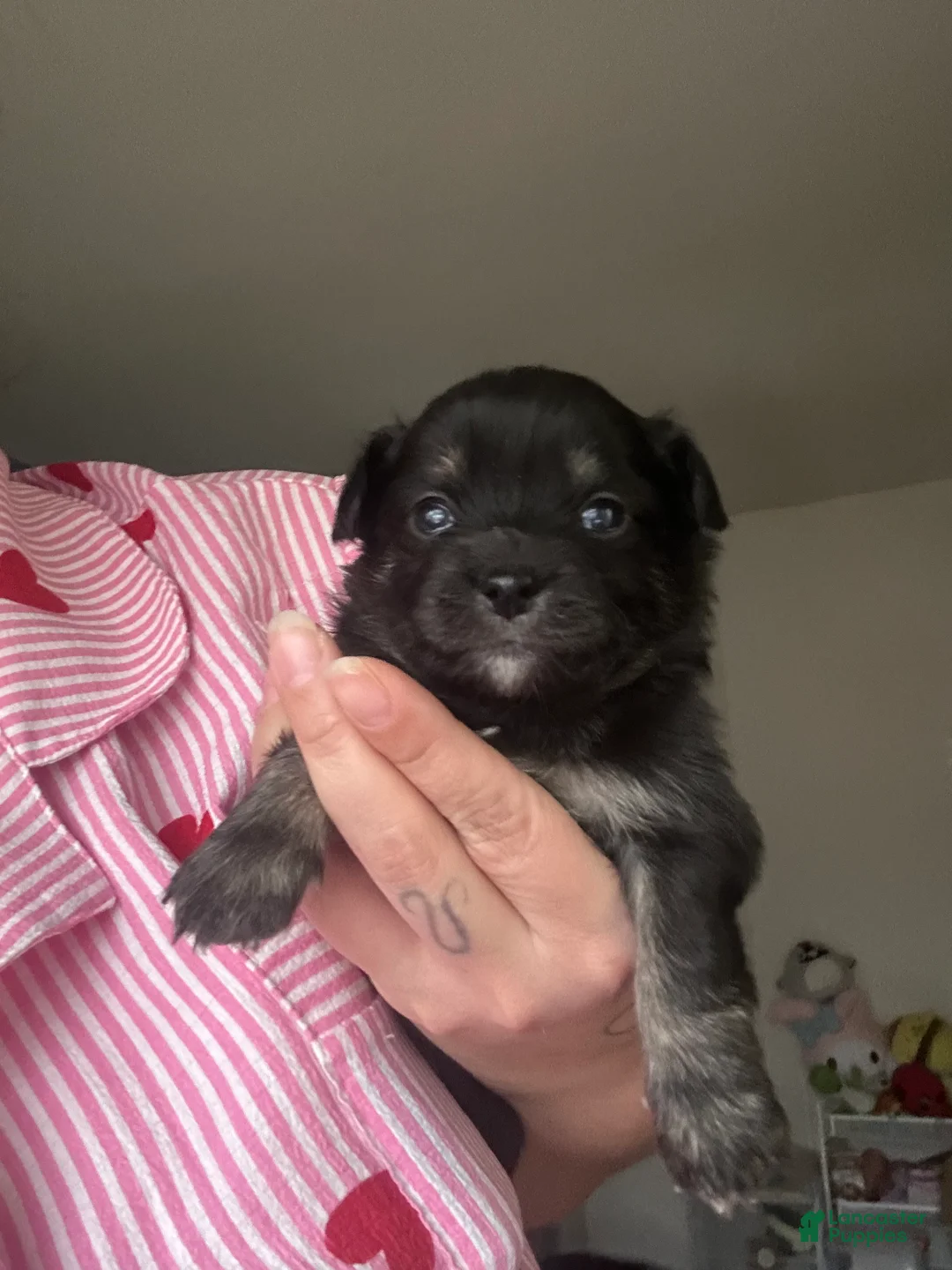 Chihuahua dogs for sale: Chihuahua Puppy 1 - Ad 2