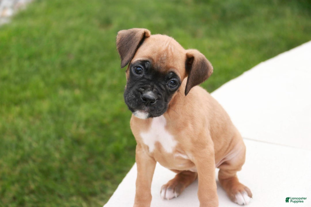 Boxer dogs for sale: Ruby - Ad 6