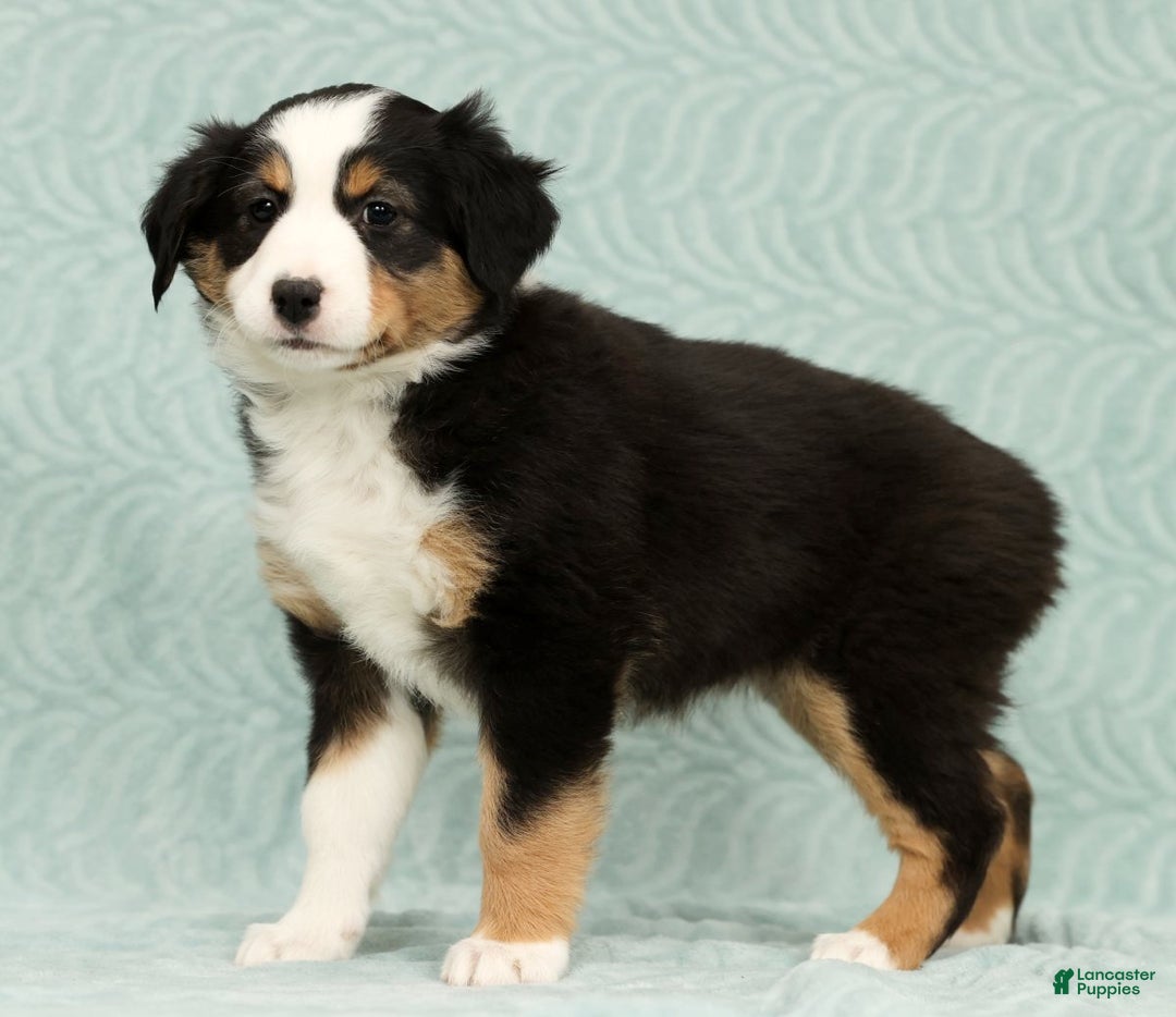 Australian Shepherd dogs for sale: Oakley - Ad 4