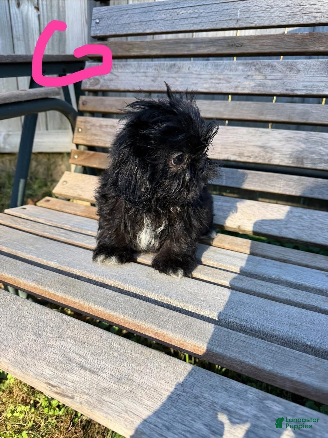 Shih Tzu dogs for sale: Shihtzu  - Ad 2