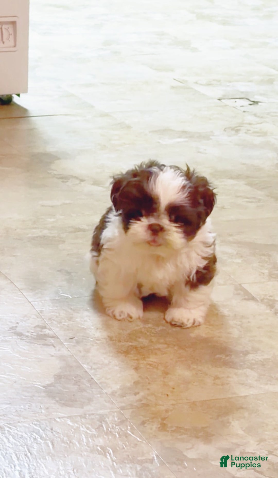 Shih Tzu dogs for sale: Tippy - Ad 3