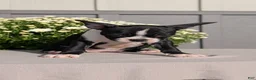 Boston Terrier dogs for sale: Tessa - Ad 7