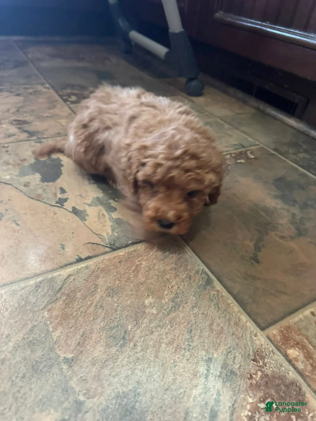 Bernedoodle dogs for sale: mini Bernedoodle Puppy 4 lime green - Ad 3