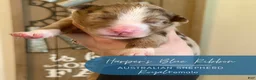 Australian Shepherd dogs for sale: Royal - Ad 2