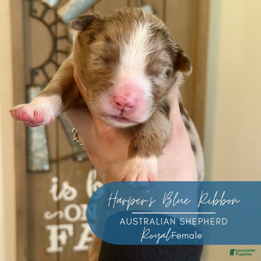 Australian Shepherd dogs for sale: Royal - Ad 2