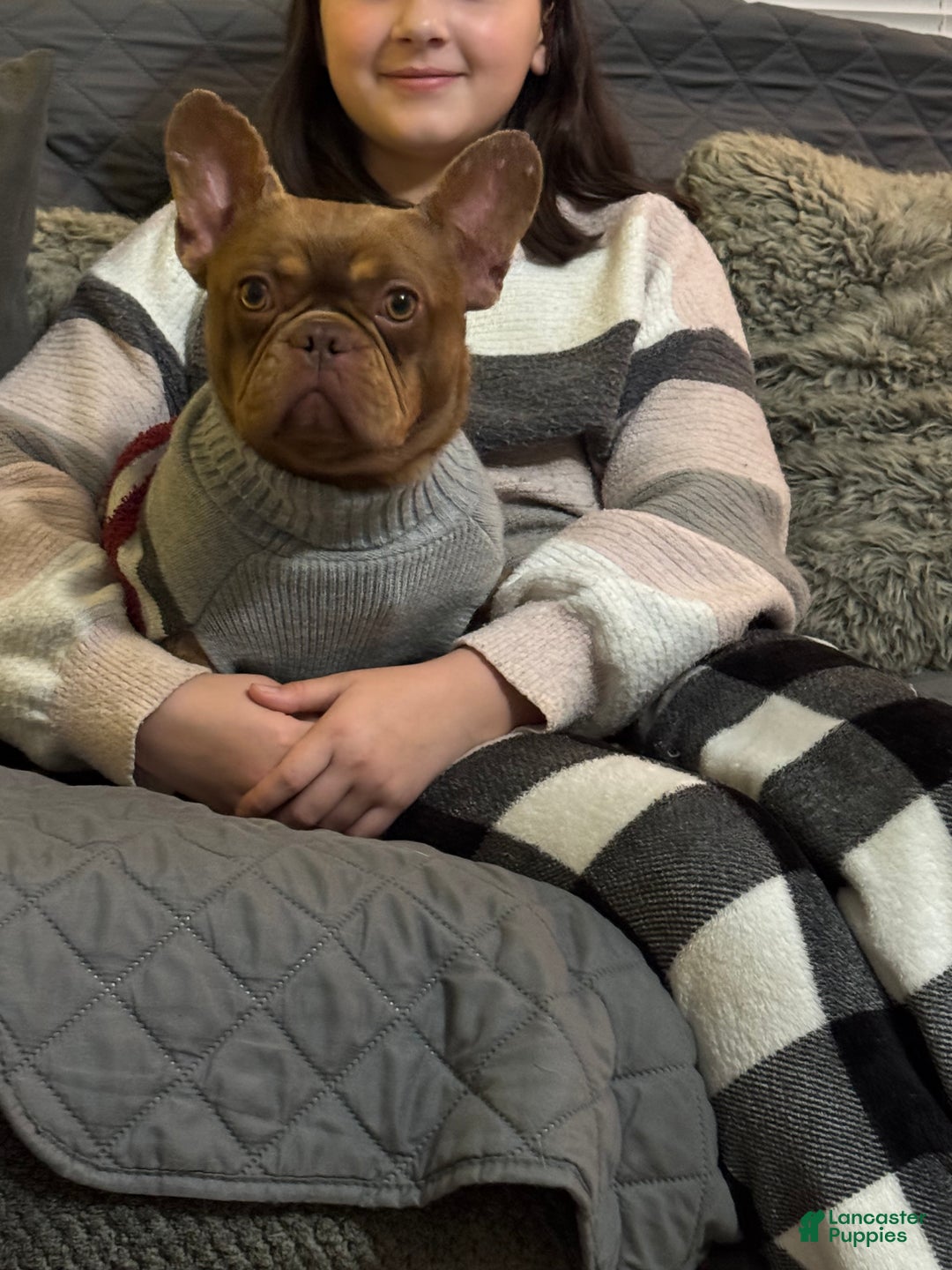 French Bulldog dogs for stud: Odin  - Ad 8