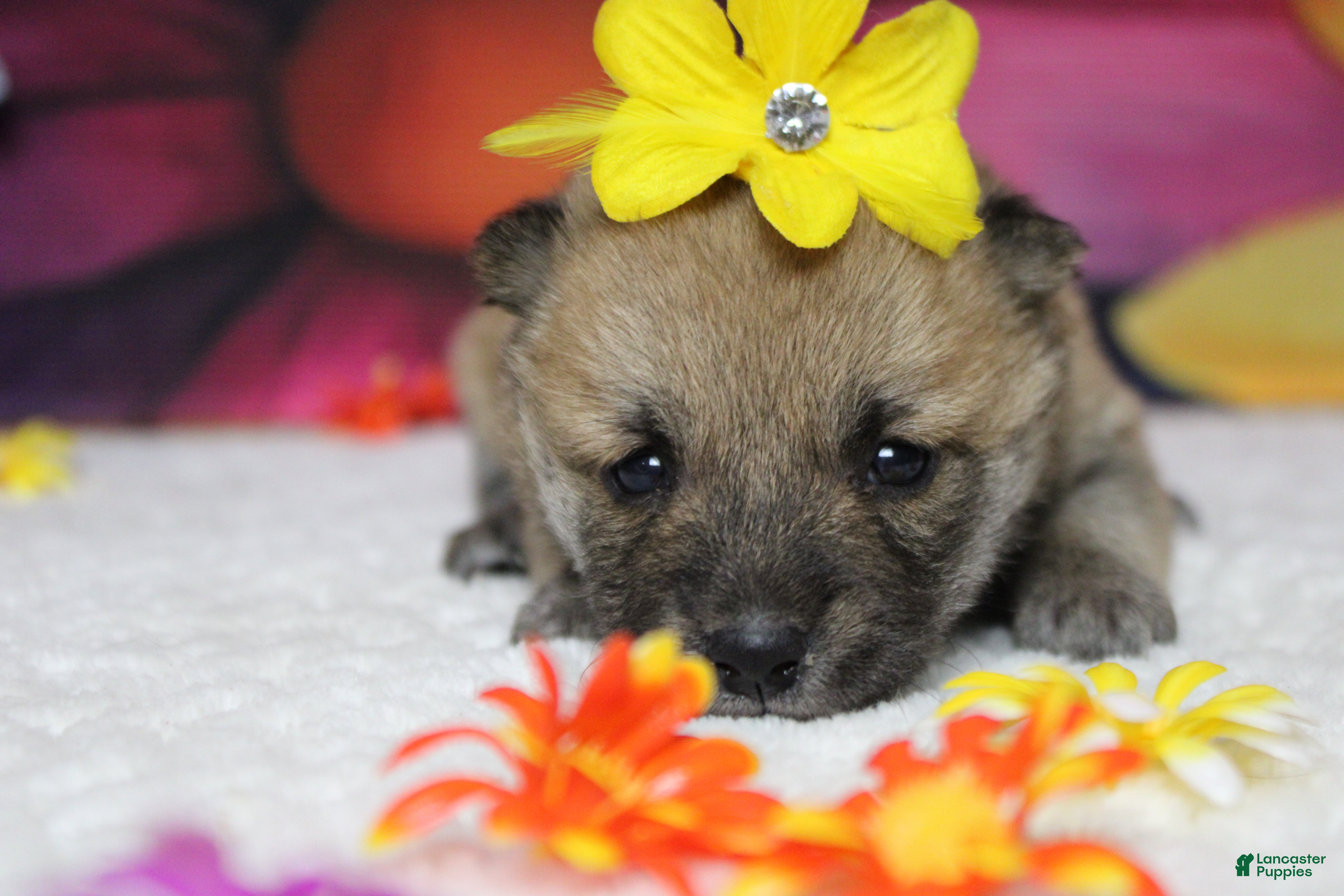 Shiba Inu dogs Cyndi  - Ad 26