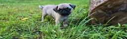 Pug dogs for sale: Dwight - Ad 5