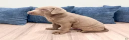 Labrador Retriever dogs for sale: Rover - Ad 4