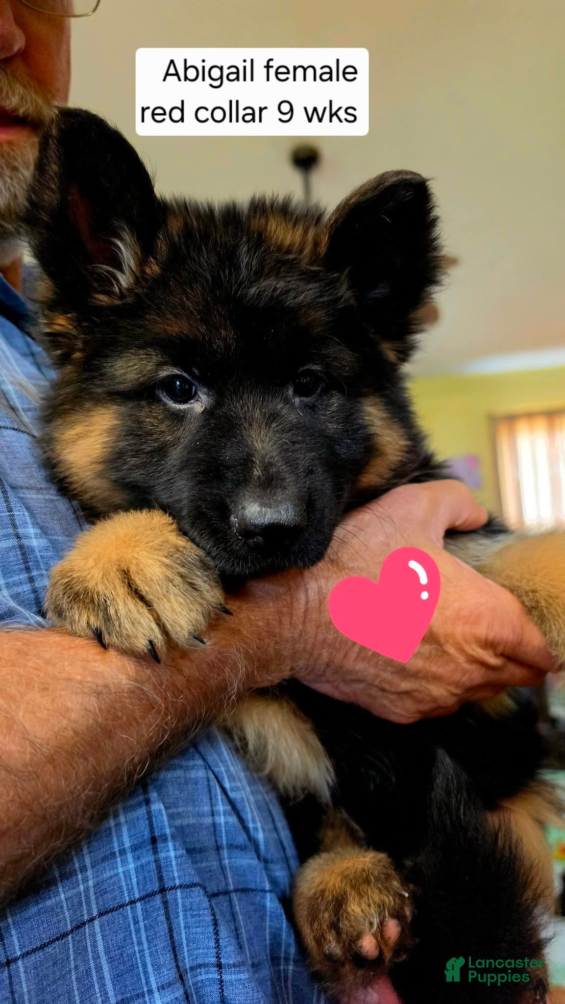 German Shepherd dogs German Shepherd 3 - Ad 21