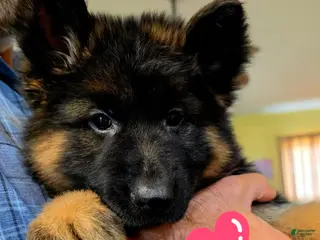 German Shepherd dogs German Shepherd 3 - Ad 21