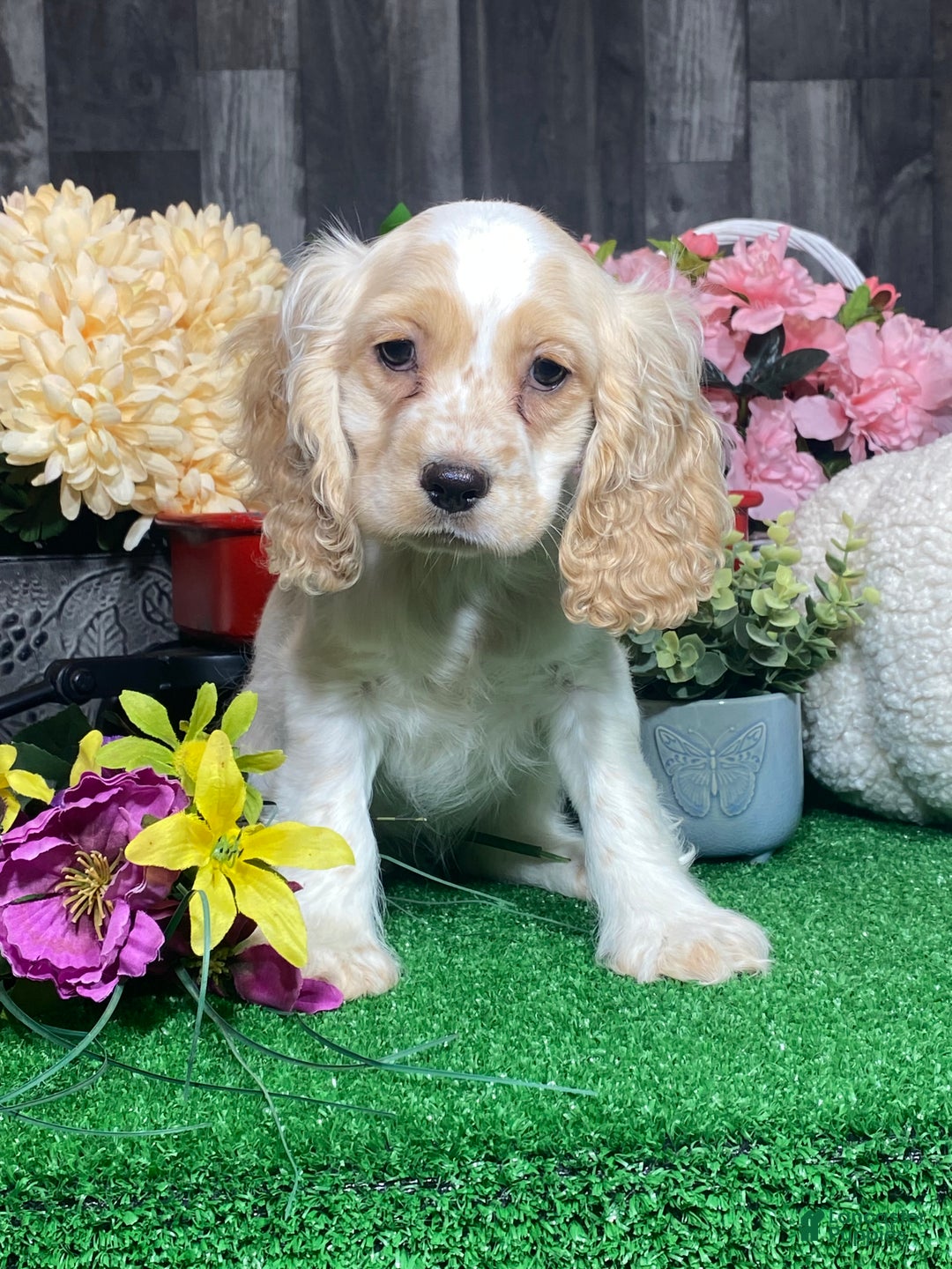 Cocker Spaniel dogs for sale: Onyx - Ad 4
