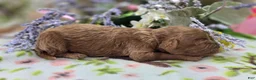Cockapoo dogs for sale: Nigel - Ad 2