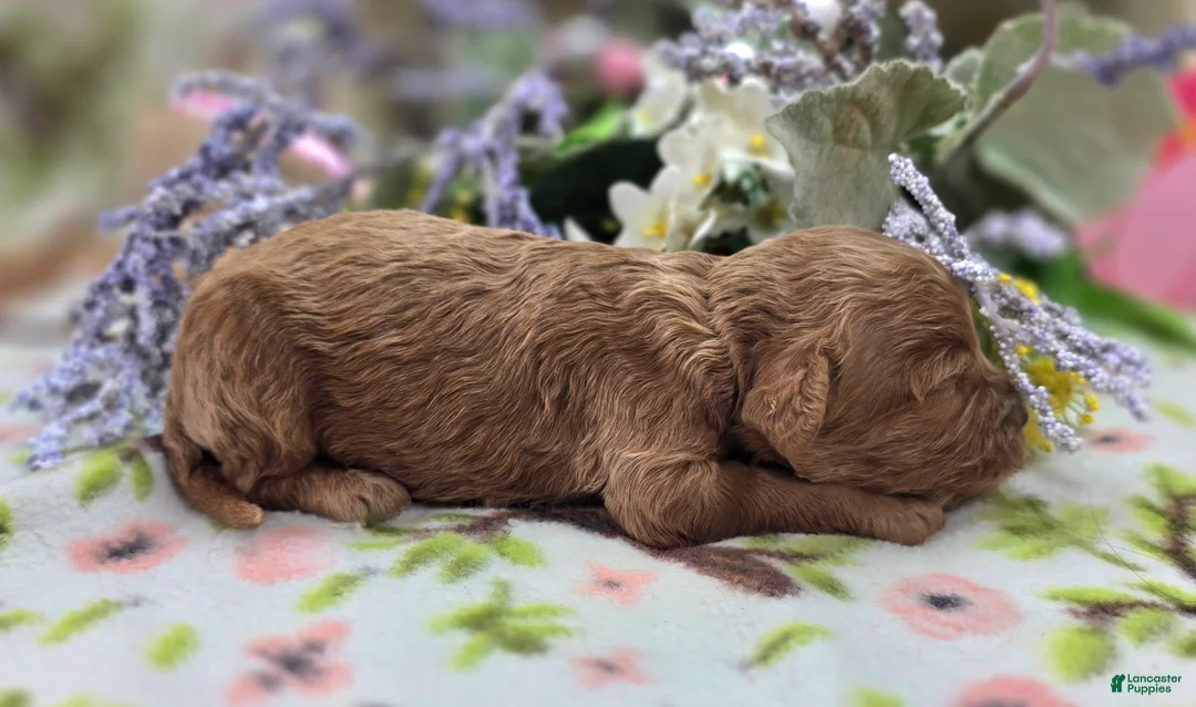 Cockapoo dogs for sale: Nigel - Ad 2